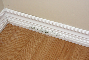 Mold Testing St. Louis Park During Home Inspection MN